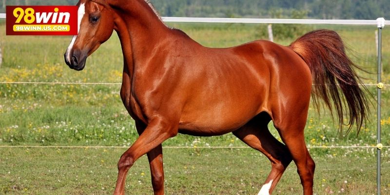 Giải Mã Con Ngựa Số Mấy Và Những Điềm Báo Liên Quan