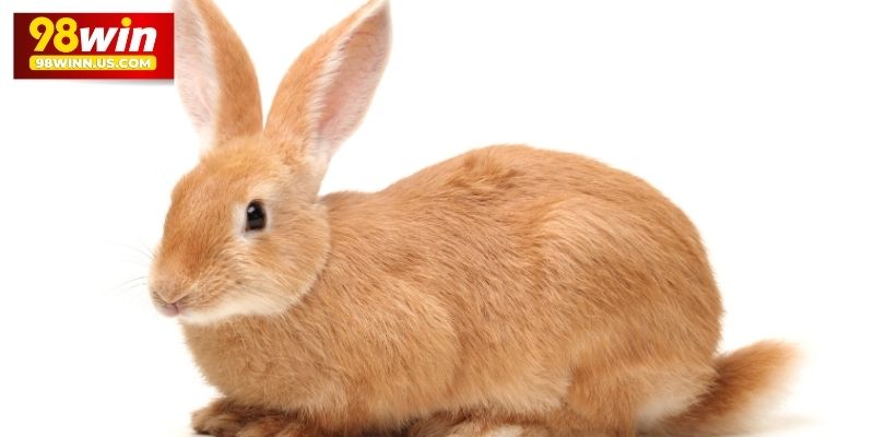 Khám Phá Đánh Con Thỏ Số Mấy Trong Lô Đề Trúng Lớn